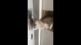 Brilliant ragdoll cat defy barriers and unlock doors