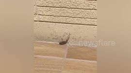 Ant army kills cockroach and carries it away in Cyprus