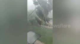 Trees hit by heavy storm in Samut Sakhon