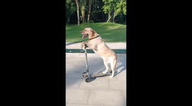 Intelligent labrador shows off scooter-riding skills