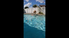 Golden Retriever puts the Baywatch squad to shame with her impressive pool dive