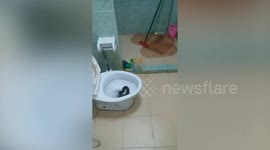 Wild python emerges from family's toilet bowl