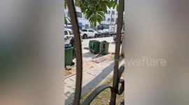 Large monitor lizard climbs and knocks over rubbish bin on streetside
