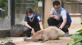 Dozy capybara falls asleep on food tray at Thai zoo