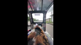 Pet cat rides at the front of motorcycle sidecar with owner