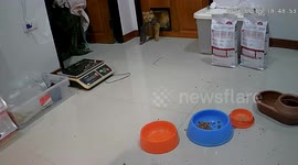 Cat brings back fish caught in local pond to top up his dinner bowl