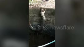 Trapped crocodile hauled out of well in central India