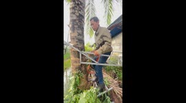 Farmer uses cool tree-climbing equipment for coconut harvesting