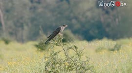 'Brood Parasitism!' - Unsuspecting Meadow Pipit feeds parasitic Cuckoo chick in a stellar display of Nature's drama