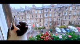 Kitten seeing snow for the first time, absolutely amazed and enthralled.