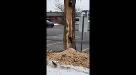 Woodpecker carves nearly half of the tree with its beak looking for termites to eat