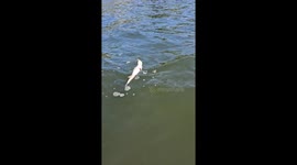 Fisherman captures bass with ANOTHER bass stuck in its mouth