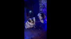 Panda Party Plot Twist