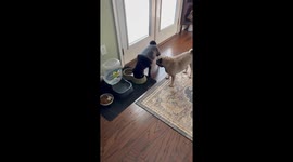 Pugs Take Turns Eating Out of Bowl