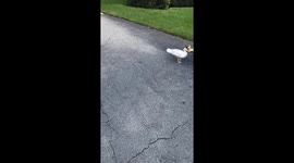 Husband Rescues Ducklings From Storm Drain