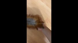 Playful pet squirrel in Kyiv demands affection and belly scratches