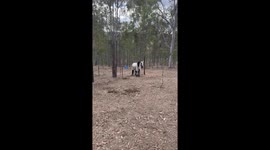 Horse Trapped On A Tree