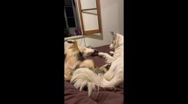 Dog Boops Its Friend