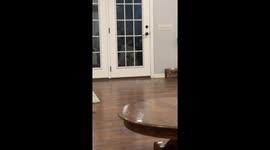 Dog Lets Herself Back In