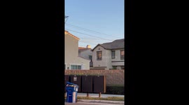 Neighbor's Nosy Dog Jumps to See Over Wall