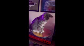 Kitten Fascinated by Record Player