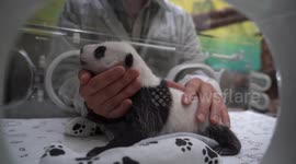 Gender of Russia's first-ever newborn panda cub revealed