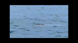 Rare Loggerhead Sea Turtle (Caretta caretta) Is Seen Whlie Surfer Catch The Waves In Mentawai Island on September 24, 2023