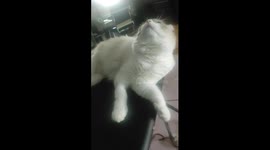 There's a renovation in the building where we live anf tge machine is so loud. My oet cat is scared