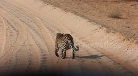 Brave honey badger survives leopard attack despite having an injured leg