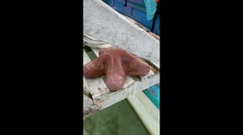 Starfish with five penis-shaped tentacles has beachgoers in fits of giggles