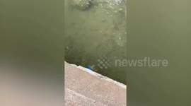 Swarms of deadly blue jellyfish appearing in Thailand terrify locals