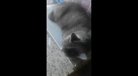 How my cat no reaction in the noise around her. She just want to rest and sleep.