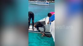Speedboat tour guides rescue sea turtle tangled in ghost net on Thai island