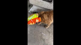 Kind local helps stray cat with crisp packet stuck on its head