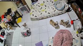 Clever pet Shih Tzu snatches burger from the table
