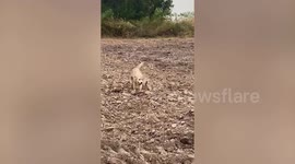 Pet dog plays with friends on farm and showers with pressure washer