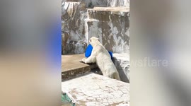 Polar bear plays with plastic container in zoo enclosure