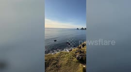 Icelanders help baby puffins take flight and start their migration - by throwing them off a cliff