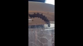 Watch fascinating life-cycle of caterpillars as they transform into butterflies