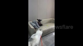 Peculiar Looking Dog with scruffy appearance like Stitch in Sichuan, China