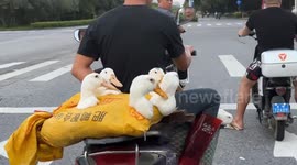 Man drives motorcycle to take ducks for a ride on road in Guangxi, China