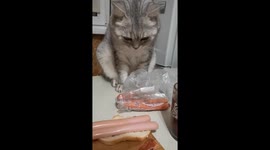 Cat named Mickey's hilarious sausage heist caught on camera