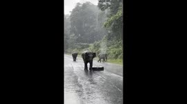 Elephant Charges at Tourist's Car