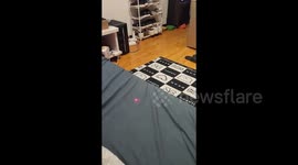Clever Chinese Cat Helps Turn Off Lights Using Laser Pointer in Hebei, China