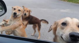 Pack of stray dogs overjoyed as kind-hearted man stops to feed them
