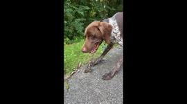 Bird Thinks Dog Is Its Mommy