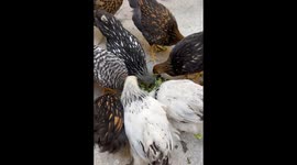 My Beautiful and happy chickens just love eating a fresh home made salad.