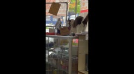 Shop Cat Knows Where to Find the Treats