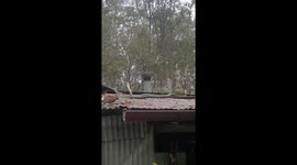 2 male coastal carpet pyhtons combating on our roof, QLD australia