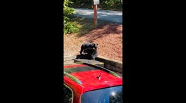 Bear Cub Siblings Play Together